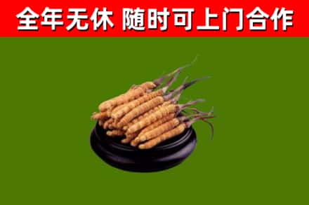 新余市烟酒回收冬虫夏草.jpg